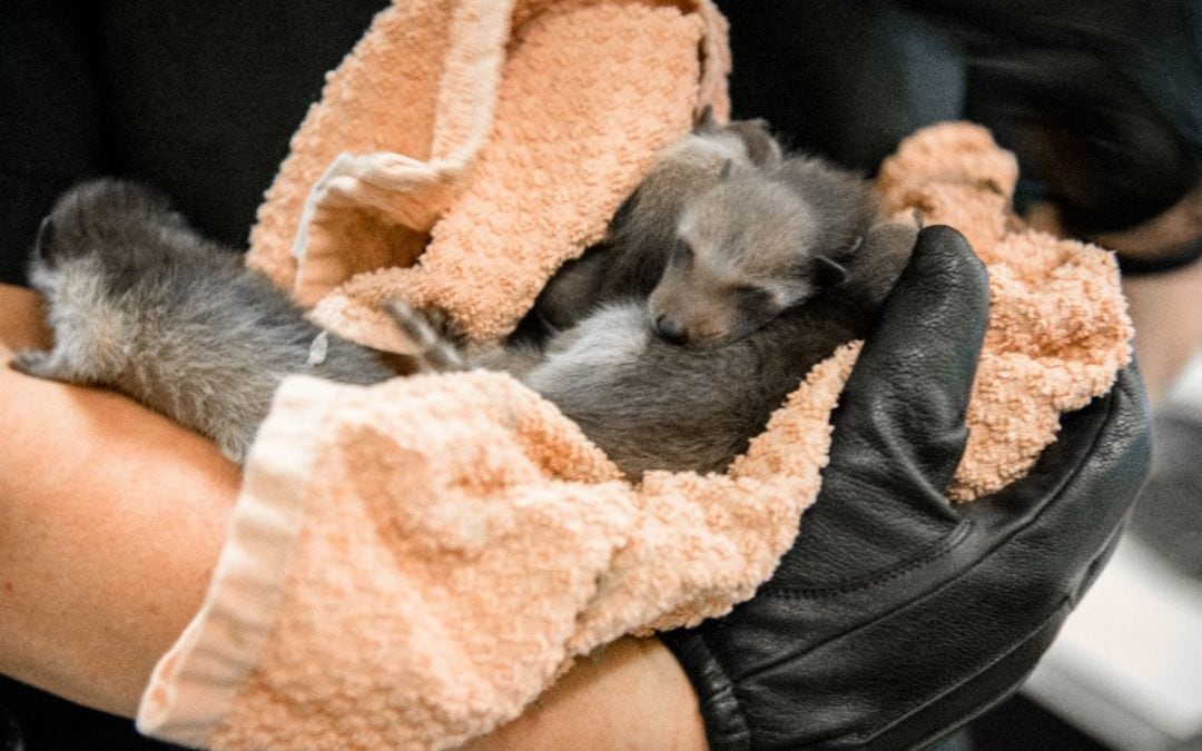 What to do if you find a baby wild animal without its parents