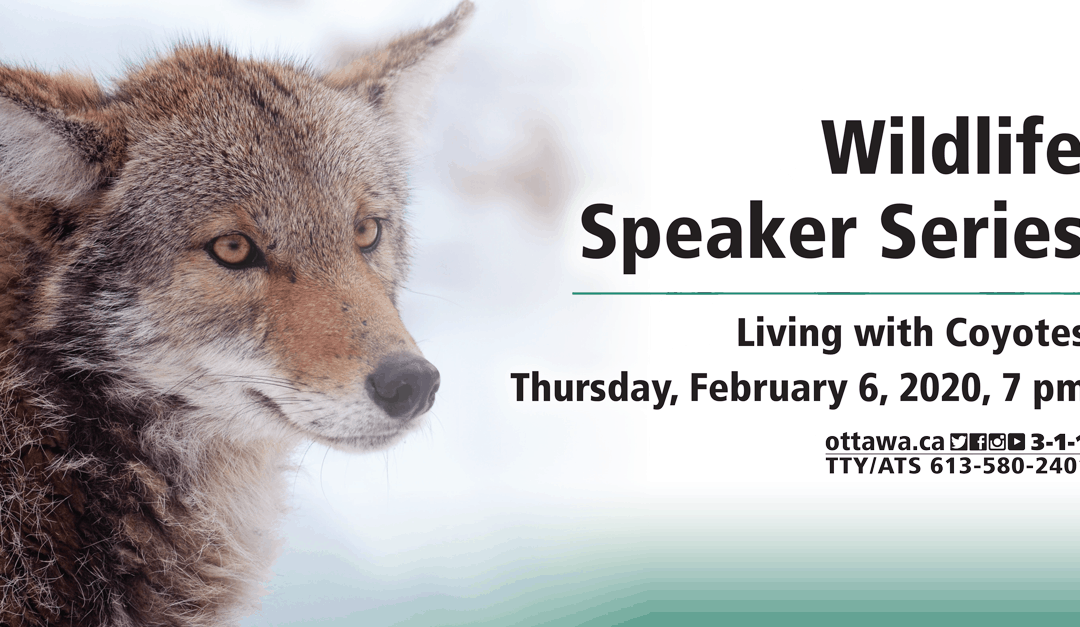 FEB 6: Wildlife speaker series – Living with Coyotes