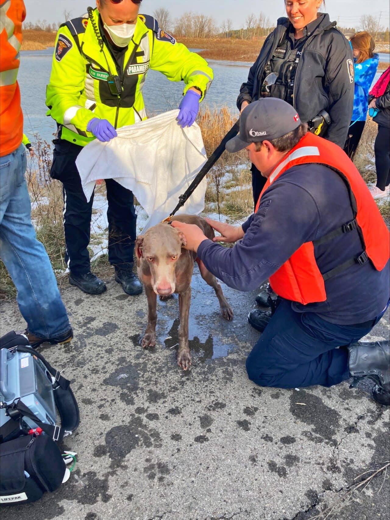 First responders rescue dog from stormwater pond - Glen Gower ...