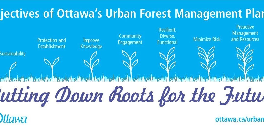 Committee hears update on urban forest plan, tree planting priorities