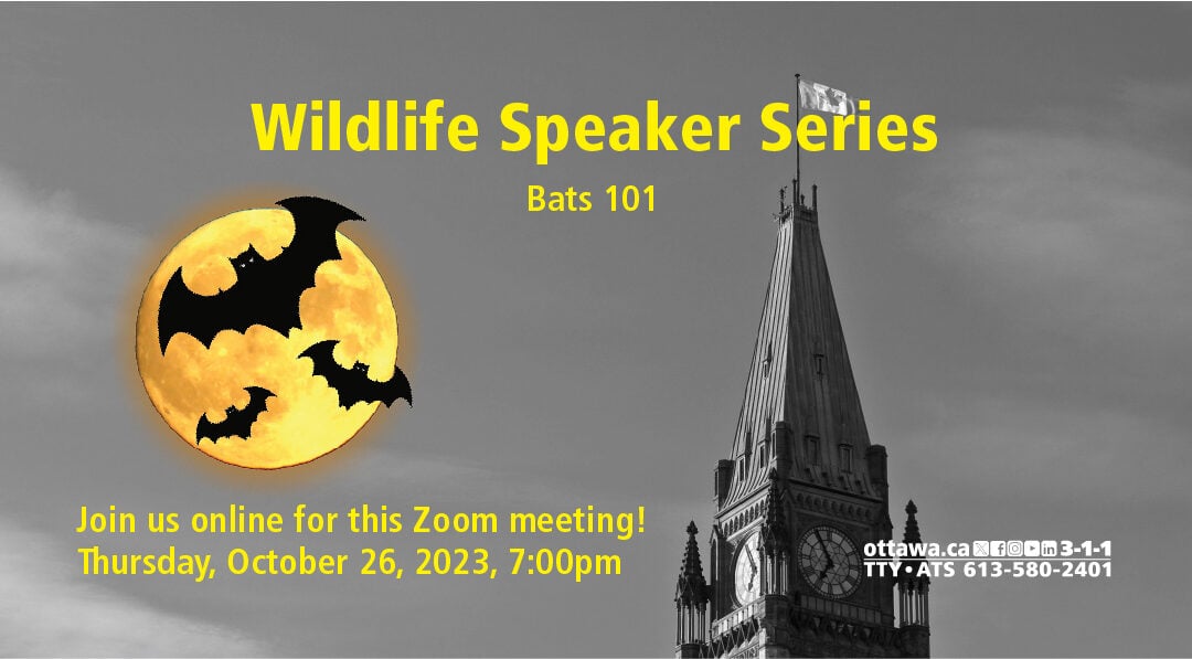 OCTOBER 26: Wildlife Speaker Series: Bats 101