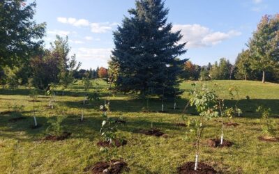 Fall 2025 tree planting update